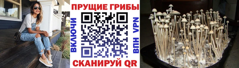 ОМГ ОМГ   Чухлома  Галлюциногенные грибы мицелий 